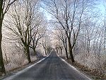 Allee auf Rügen im Winter