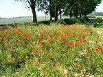 Mohnfeld auf Rügen