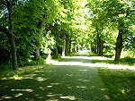 Allee auf Rügen